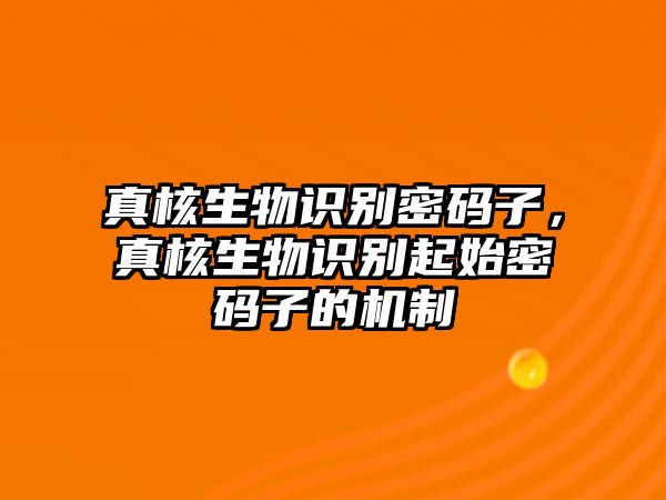 真核生物識別密碼子，真核生物識別起始密碼子的機制