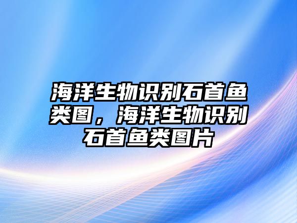 海洋生物識別石首魚類圖，海洋生物識別石首魚類圖片